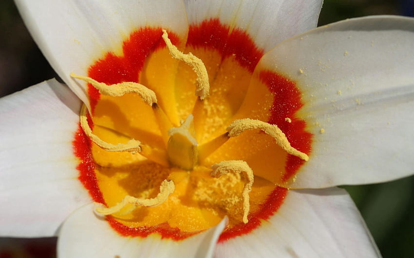 Blume, Makro, Blütenblätter, Staubblätter, Pollen HD-Hintergrundbild