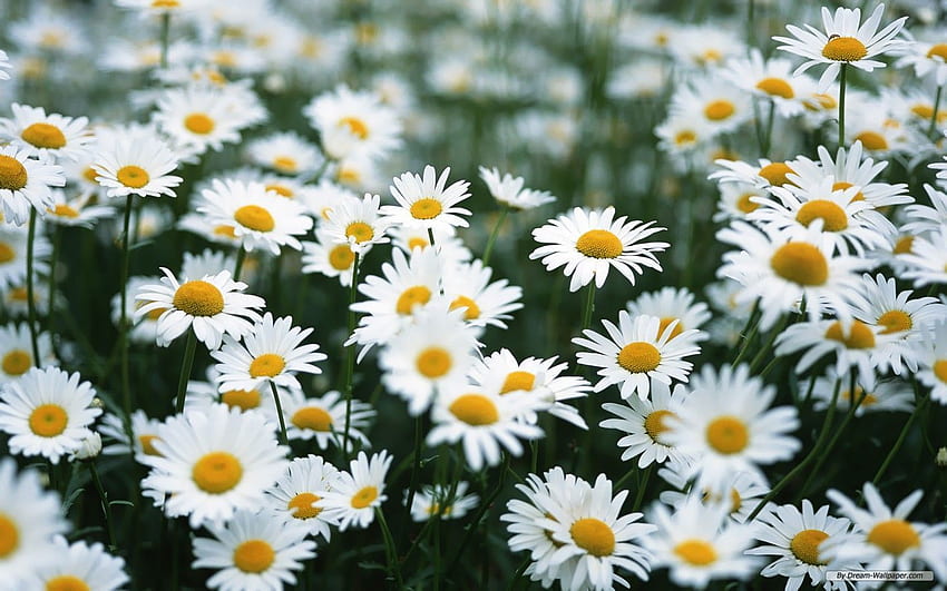 Floral Laptop Background ( in Collection) HD wallpaper Floral Laptop Background ( in Collection) HD wallpaper
