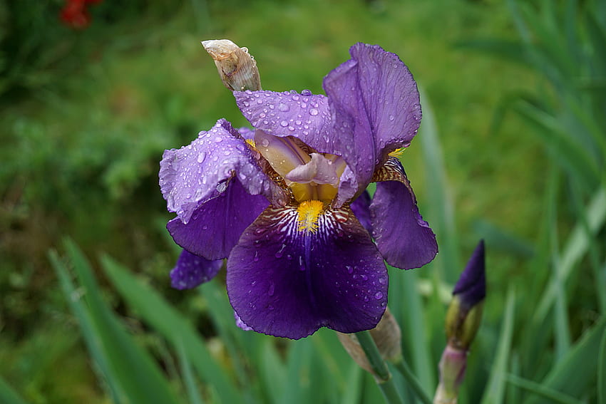 Blumen, Tropfen, Iris, Blume, Knospe HD-Hintergrundbild