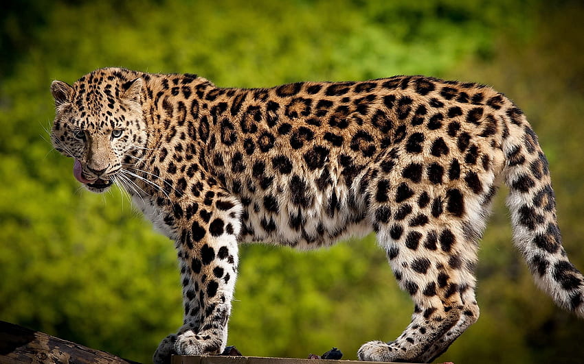 Animales, Leopardo, Predator, Big Cat fondo de pantalla