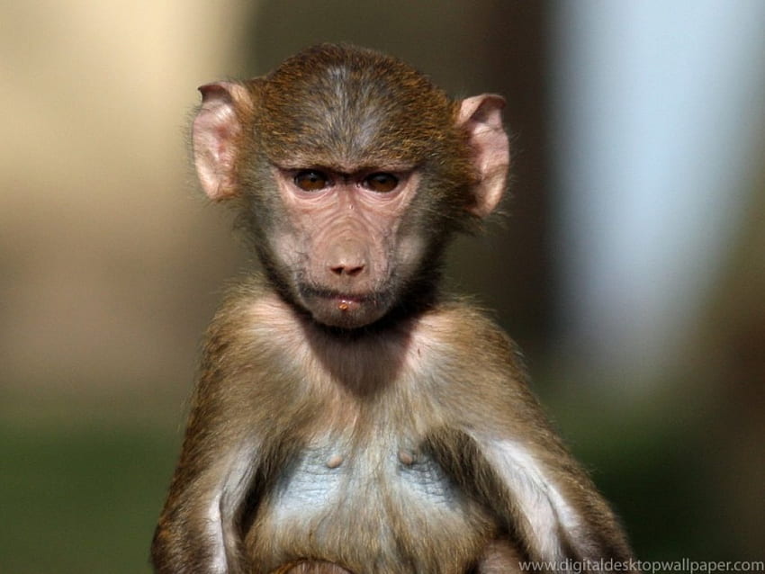 Dziecko, zwierzę, małpa Tapeta HD