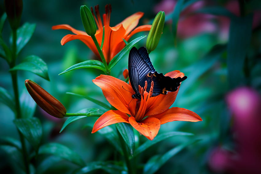 Lilia preriowa z motylem, zwierzę, natura, motyl, kwiat Tapeta HD