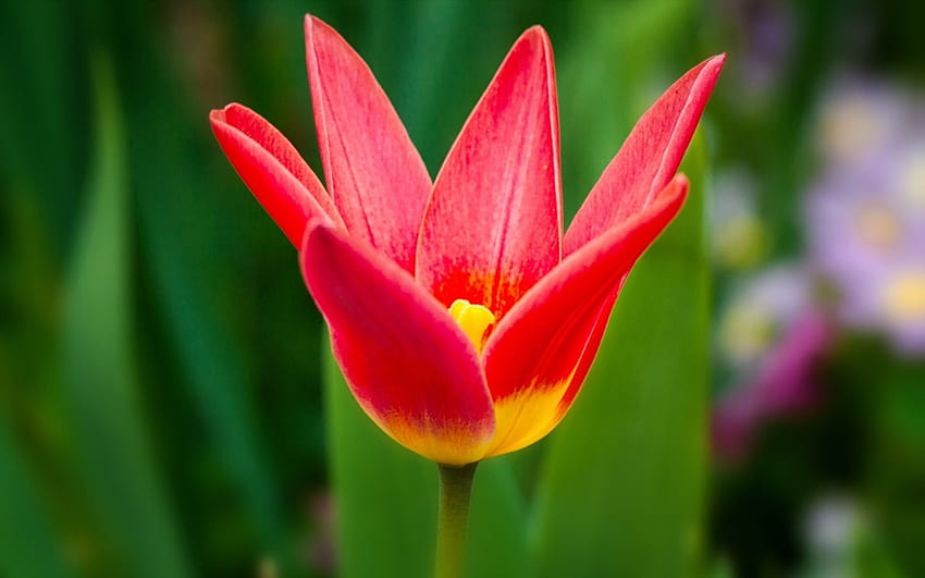 ดอกทิวลิป กลีบดอก ใบไม้ สี ลำต้น วอลล์เปเปอร์ HD