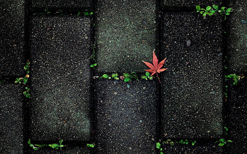 Nature leaves autumn fall seasons sidewalk stones paving, Plant Abstract HD wallpaper