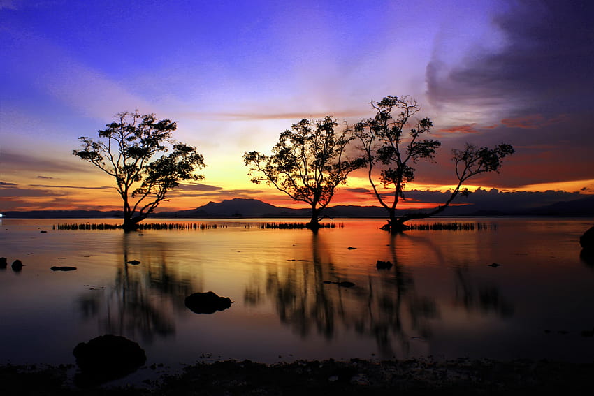 Three trees, lake, sunset, silhouette HD wallpaper