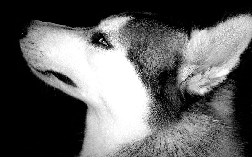 Attention, dog, black and white , puppy, graphy, animals, dogs, puppies HD wallpaper