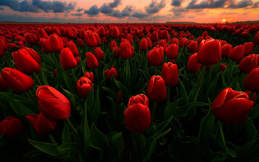 червени лалета, вечер, залез, диви цветя, лалета, поле с цветя, Холандия, поле с лалета HD тапет