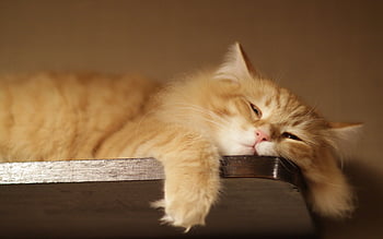 cute lazy cat