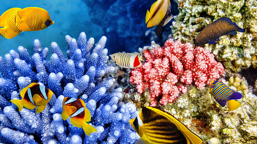 열대어, 산호, 수중, 해양동물 U HD 월페이퍼