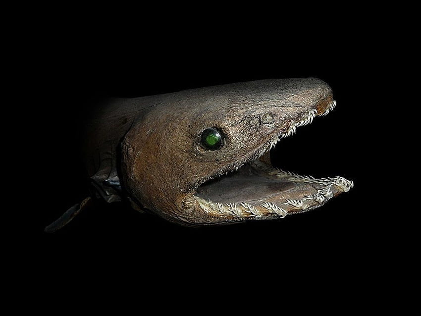 Creatures From The Deep Sea That Will Absolutely Give You Nightmares HD wallpaper