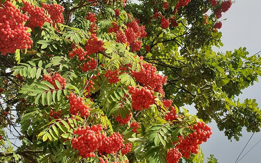 Rowan, berries, Latvia, tree HD wallpaper | Pxfuel