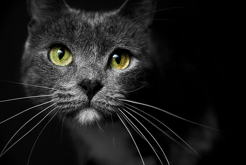 Cat, pisica, animal, black, grey, green, eyes HD wallpaper