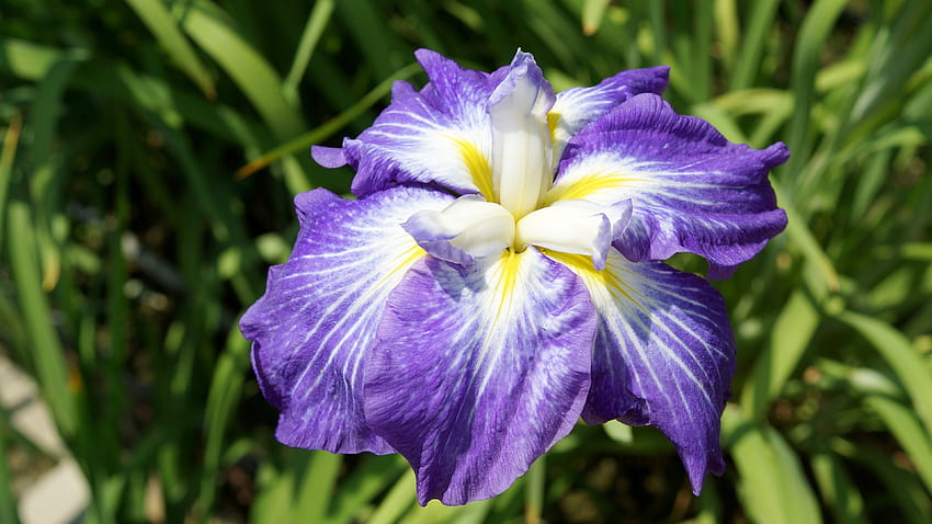 Japanese iris, Hanashobu, Violet, Iris ensata var, Iridaceae, Iris, Pansy, Heliotrope, 3840x2160, , flowers, Flower, ensata HD wallpaper