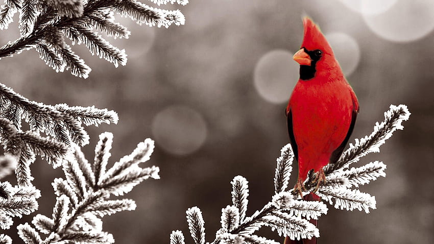 Animals, Snow, Bird, Branch, Red Cardinal HD wallpaper