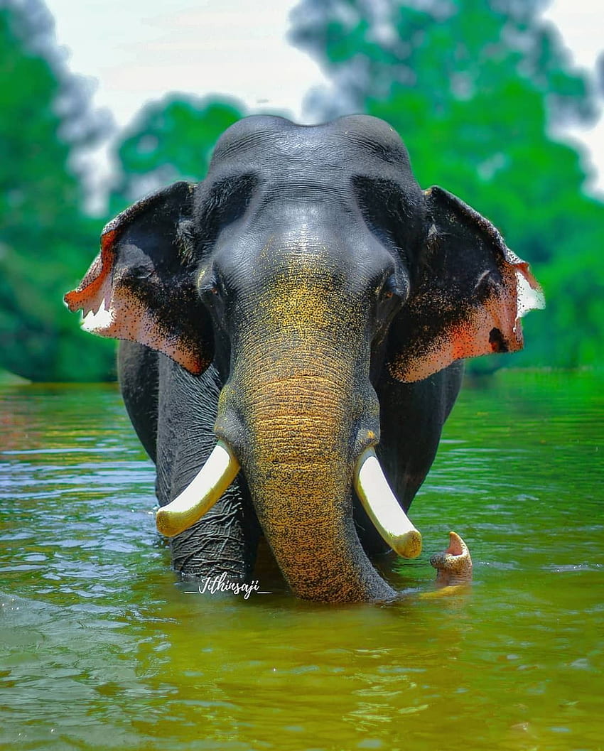 Джийвън. Слон, графика на слон, красиви животни, слон Керала HD тапет за телефон