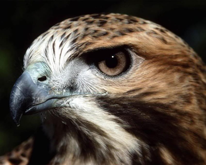 Hawk, brown, feathers, bird HD wallpaper