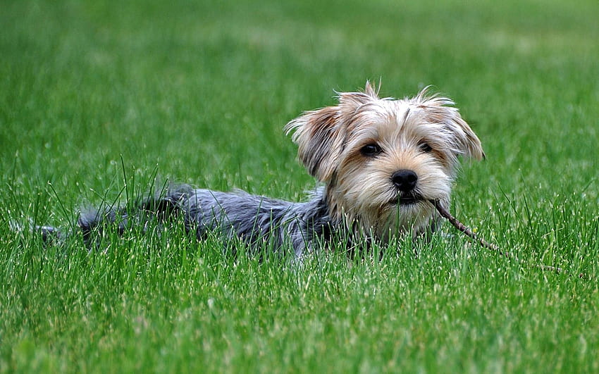 Animals, Grass, Dog, Stroll, Yorkshire Terrier HD wallpaper