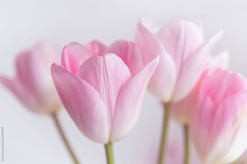A bunch of pale pink tulips HD wallpaper
