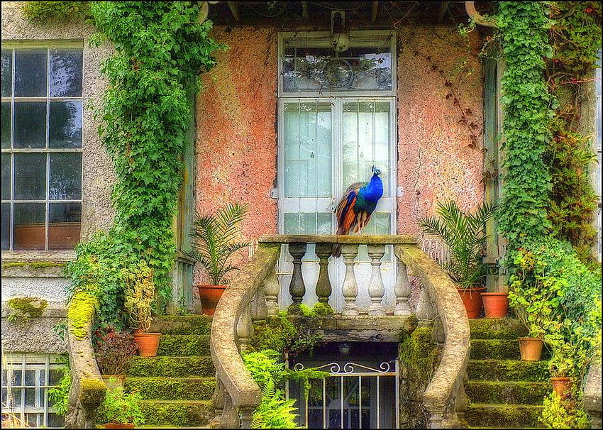 The visitor, rail, stairs, window, bushes, vines, flowers, peacock, home HD wallpaper
