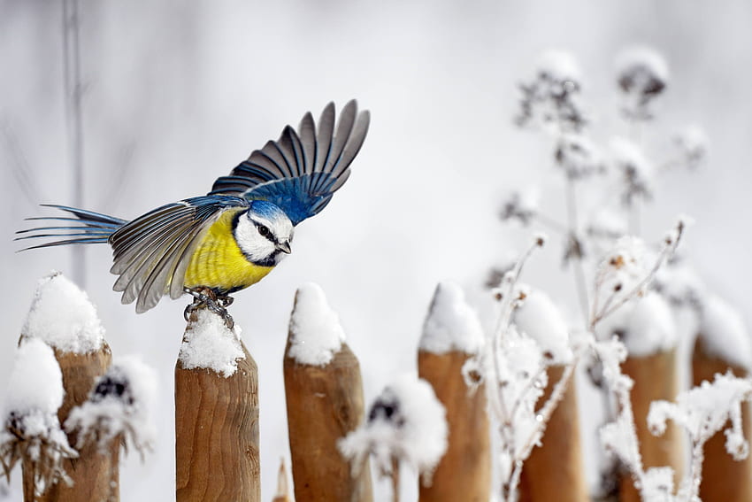 wings, winter, white, bird, blue tit, fence, yellow, snow, pitigoi, pasari HD wallpaper
