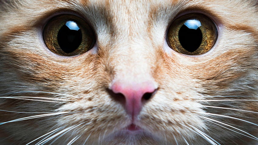 gatinho, pisica, animal, rosto, fofo, gato, olho papel de parede HD