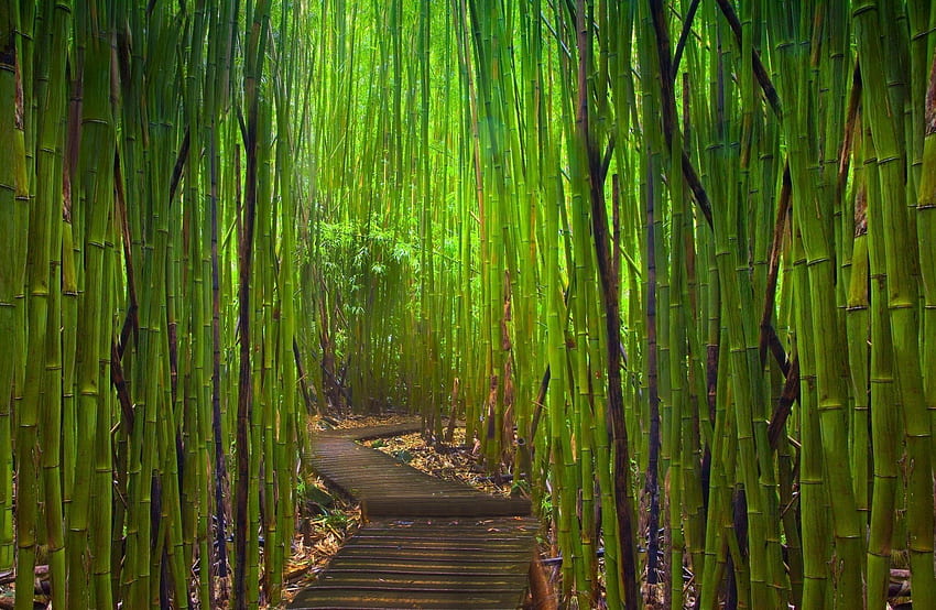 Bamboo, Japanese Garden, Garden / and Mobile Background HD wallpaper |  Pxfuel