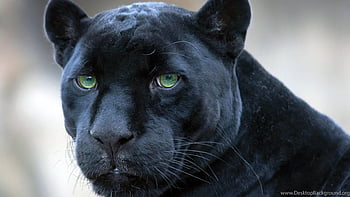 Green eyes black panther HD wallpapers | Pxfuel