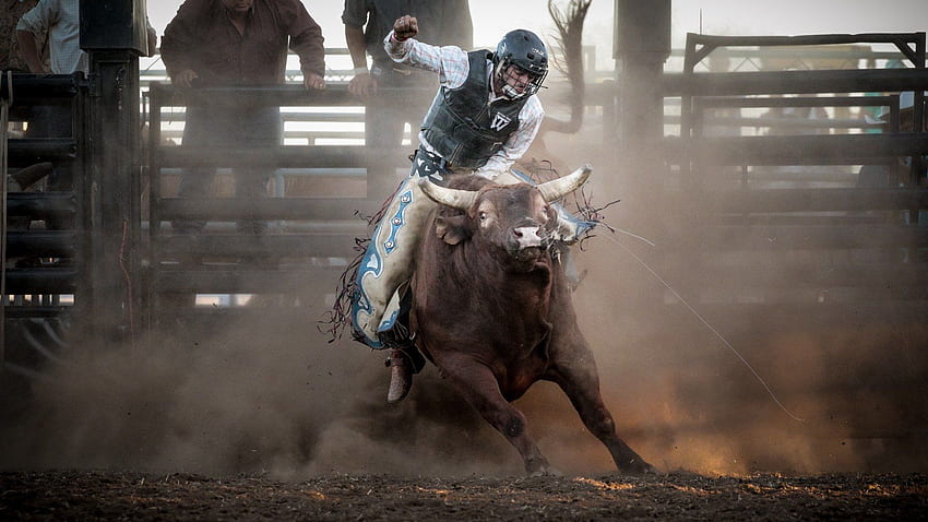 bull, Riding, Bullrider, Cowboy, Western, Cow, Extreme, Bull HD wallpaper