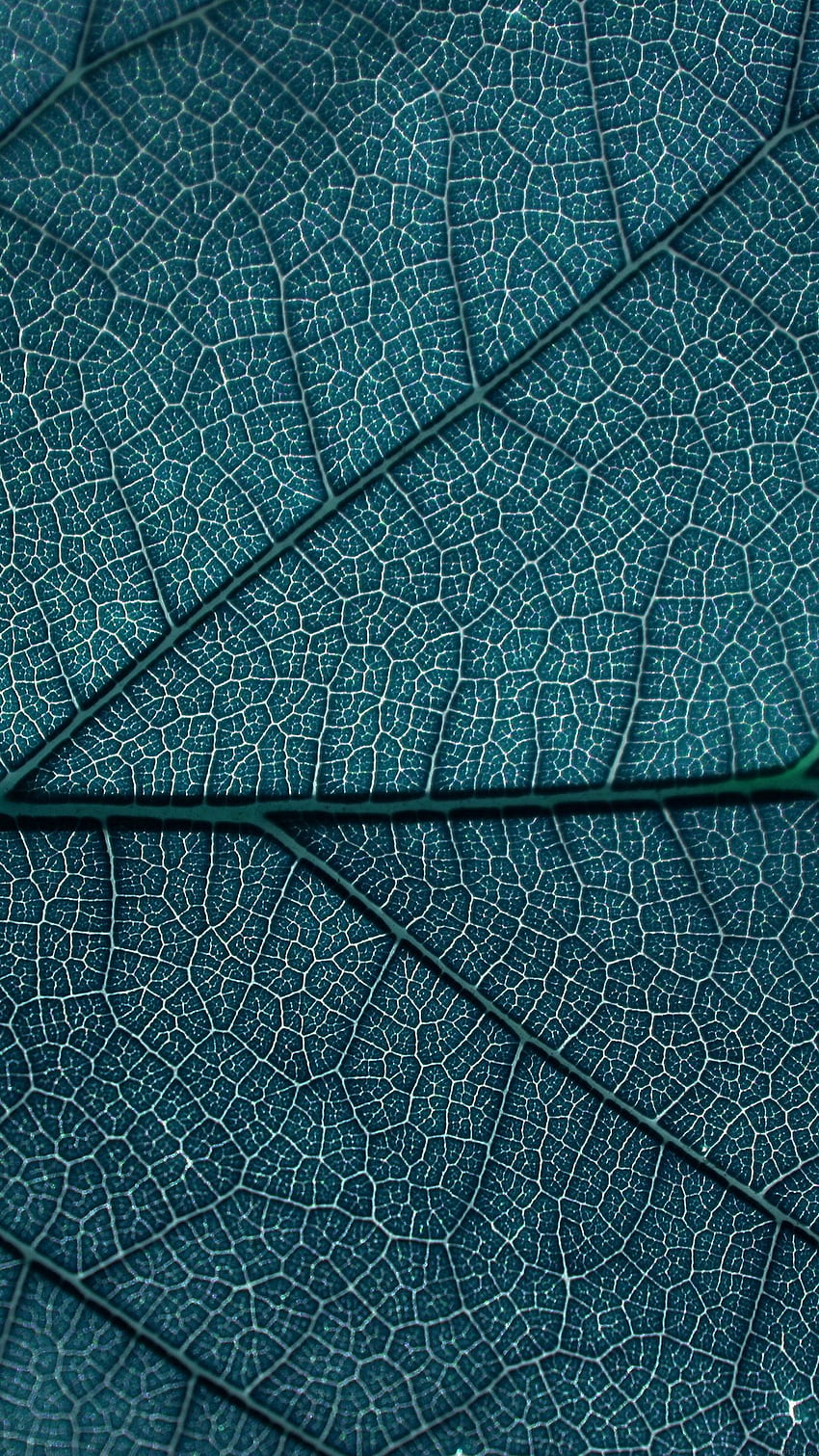 Leaf Blue Dark Nature Texture Pattern Android HD phone wallpaper