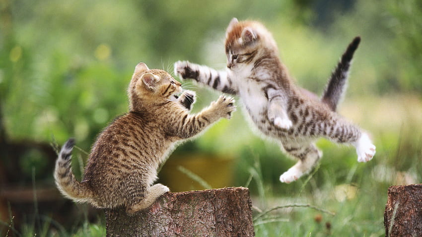 Katzenkampf, Katzen, Katze, Kampf, Kätzchen HD-Hintergrundbild