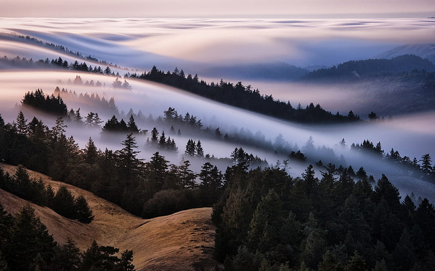 Morgennebel, Landschaft, Bäume, Nebel, Morgen HD-Hintergrundbild