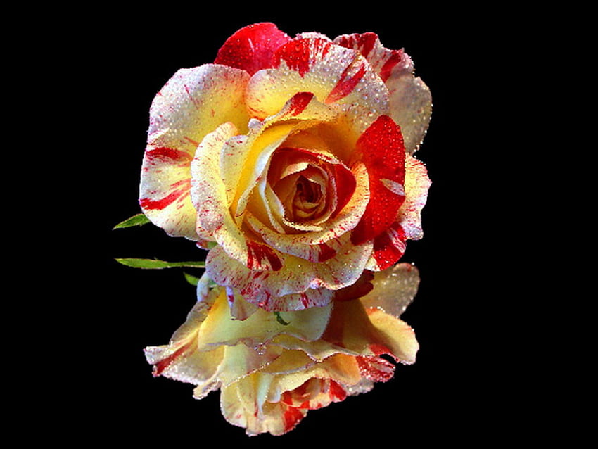 odbicie, róża, biały, czerwony, pojedynczy Tapeta HD