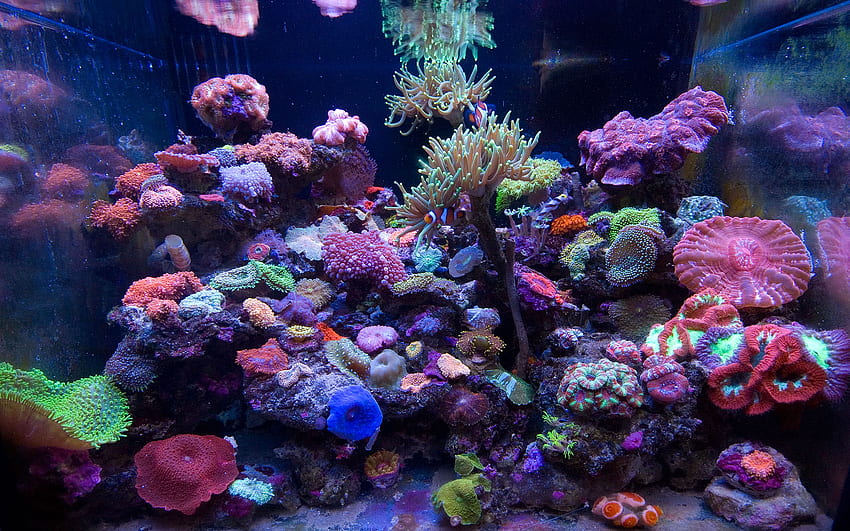 Serbatoio di barriera corallina, acquario di acqua salata Sfondo HD