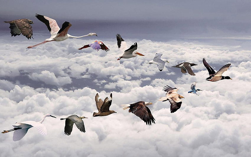 Berangkat ke tempat yang lebih baik, burung, seni, terbang, pergi, 3d, abstrak, awan, dunia, langit, migrasi Wallpaper HD