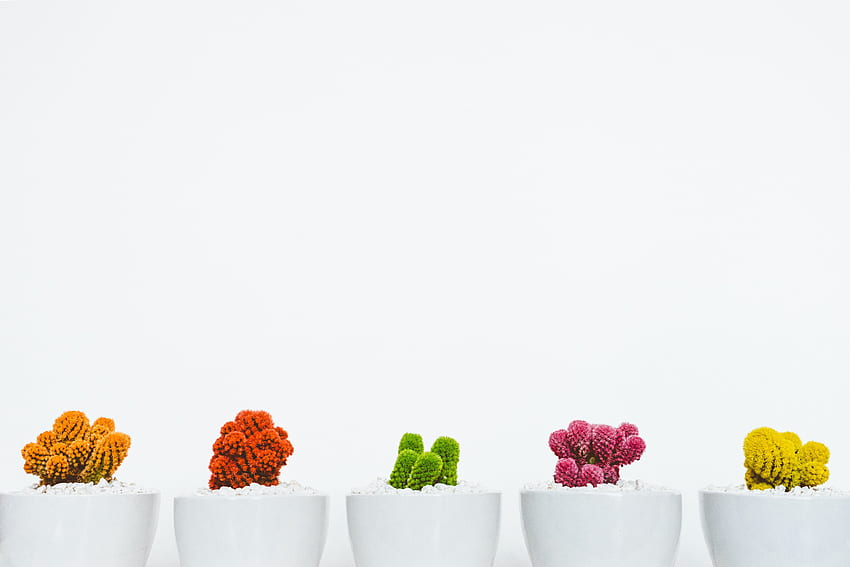 Cactus : [HQ], Succulent Aesthetic HD wallpaper