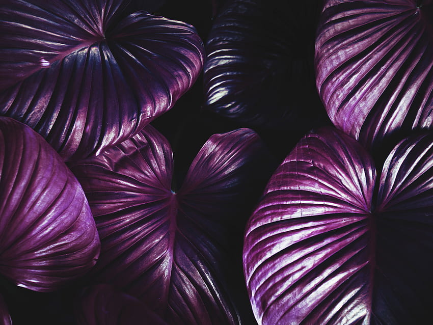 Листа, виолетово, растение, тъмно, лилаво HD тапет