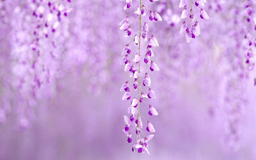 Flowers Wisteria Purple Nature - HD wallpaper