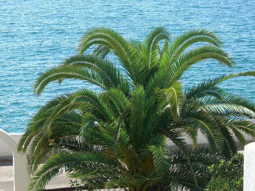 The Palm, blue, sea, palm, green, beautiful, beach HD wallpaper