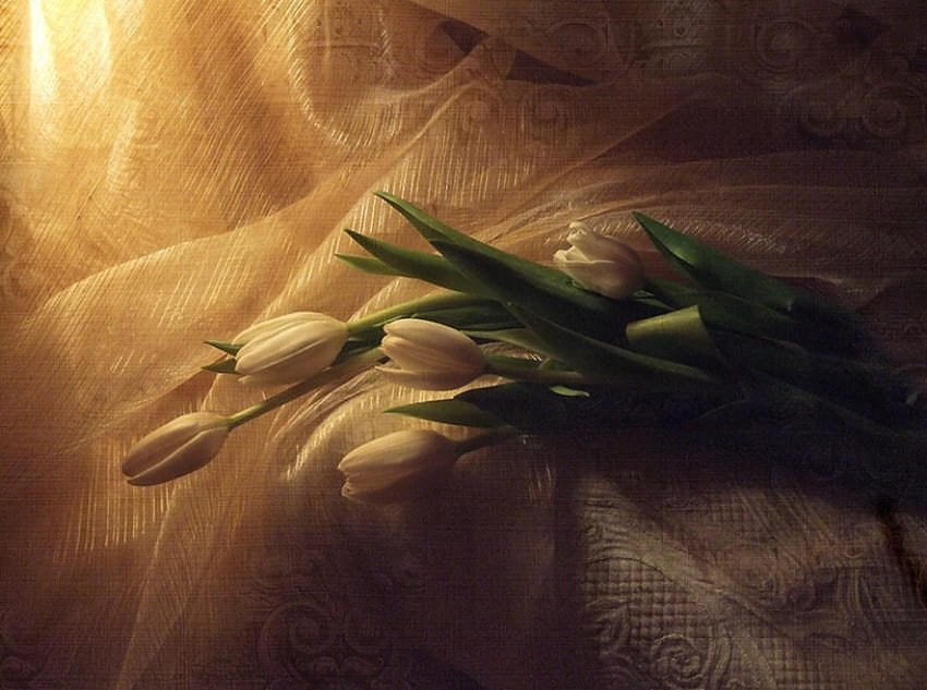 Tulips, white tulips, light, cloth, beauty HD wallpaper