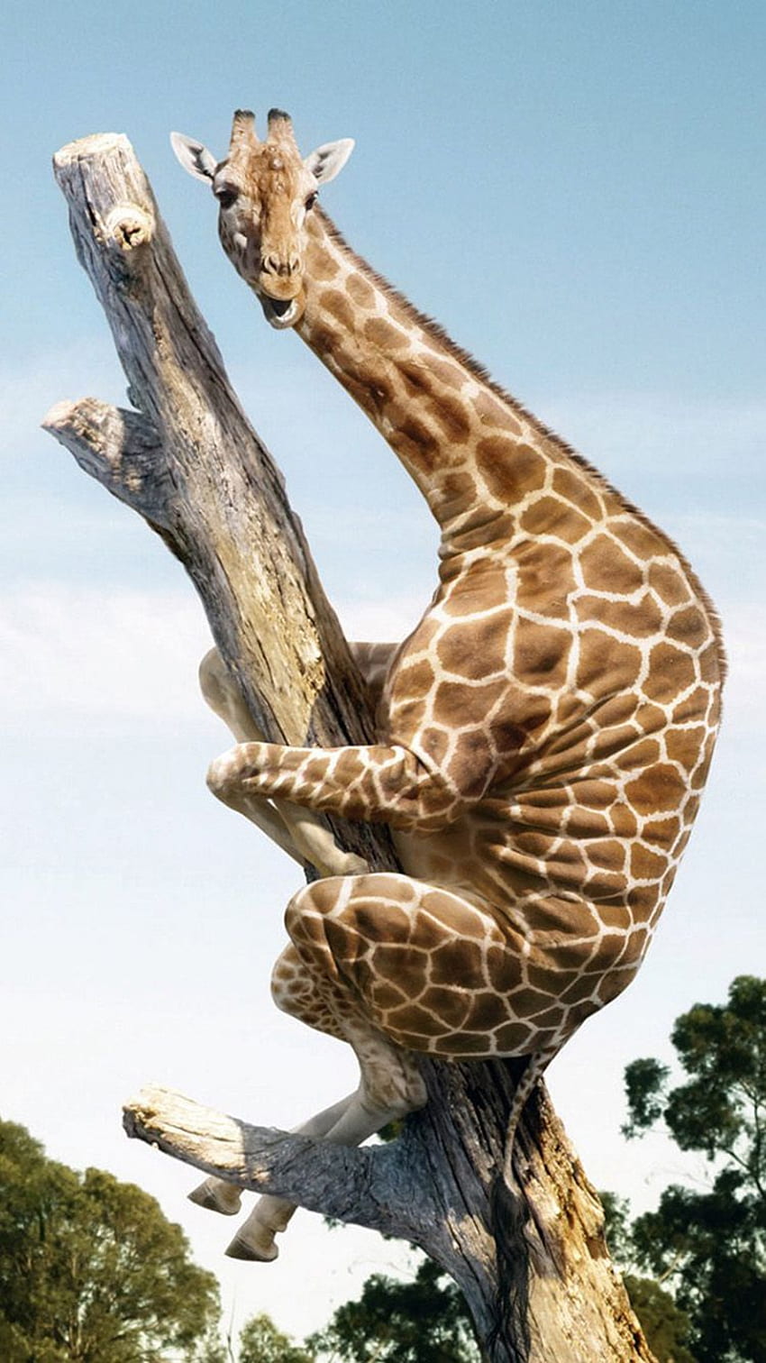 Забавен жираф, кацнал на дърво за телефон HD тапет за телефон