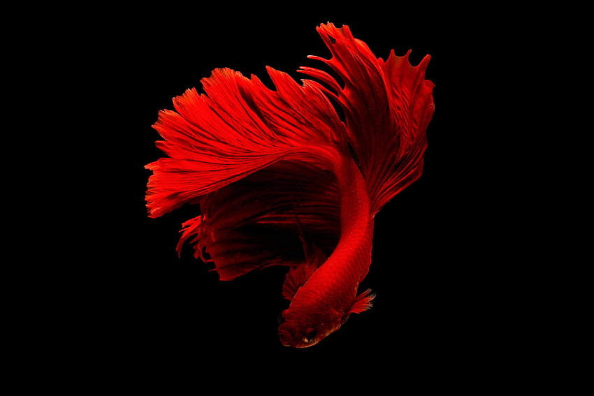 Red Betta Fish · Stock HD wallpaper