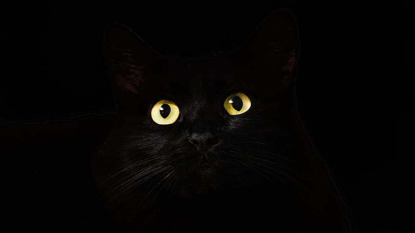 gatto nero, museruola, animale, occhi gialli, dual wide, , , 922, 2048X1152 Cat Sfondo HD