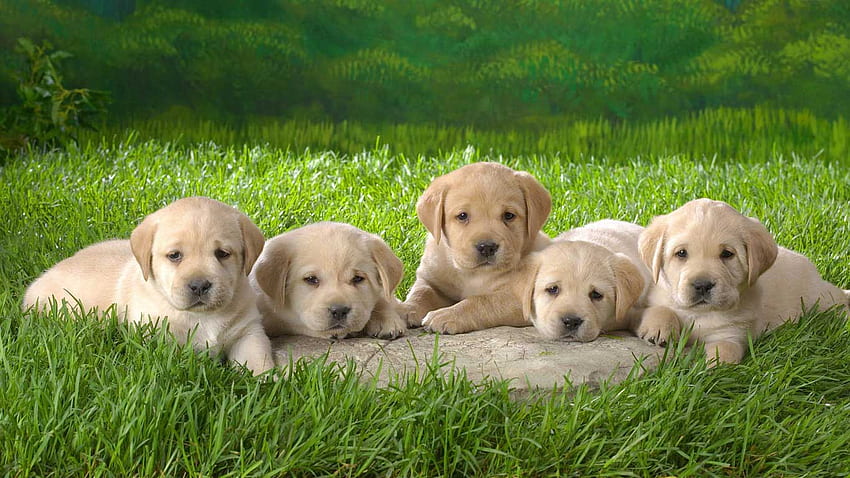 cute yellow lab puppies wallpaper