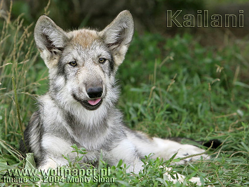 Cucciolo di lupo, lupi, cuccioli di lupo, animali, cani, natura, lupo grigio Sfondo HD