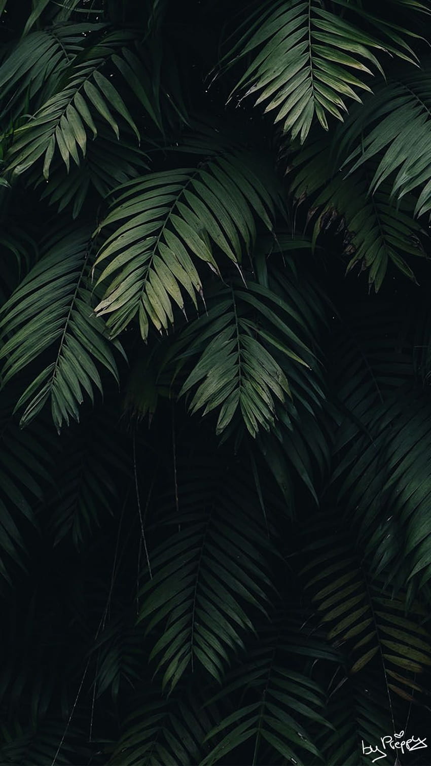 Тропическа джунгла iPhone X, палмови листа HD тапет за телефон