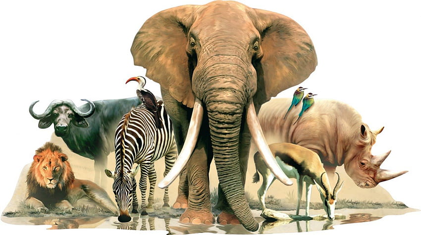 African animals, africa, water hole, animals, elephant, water HD wallpaper