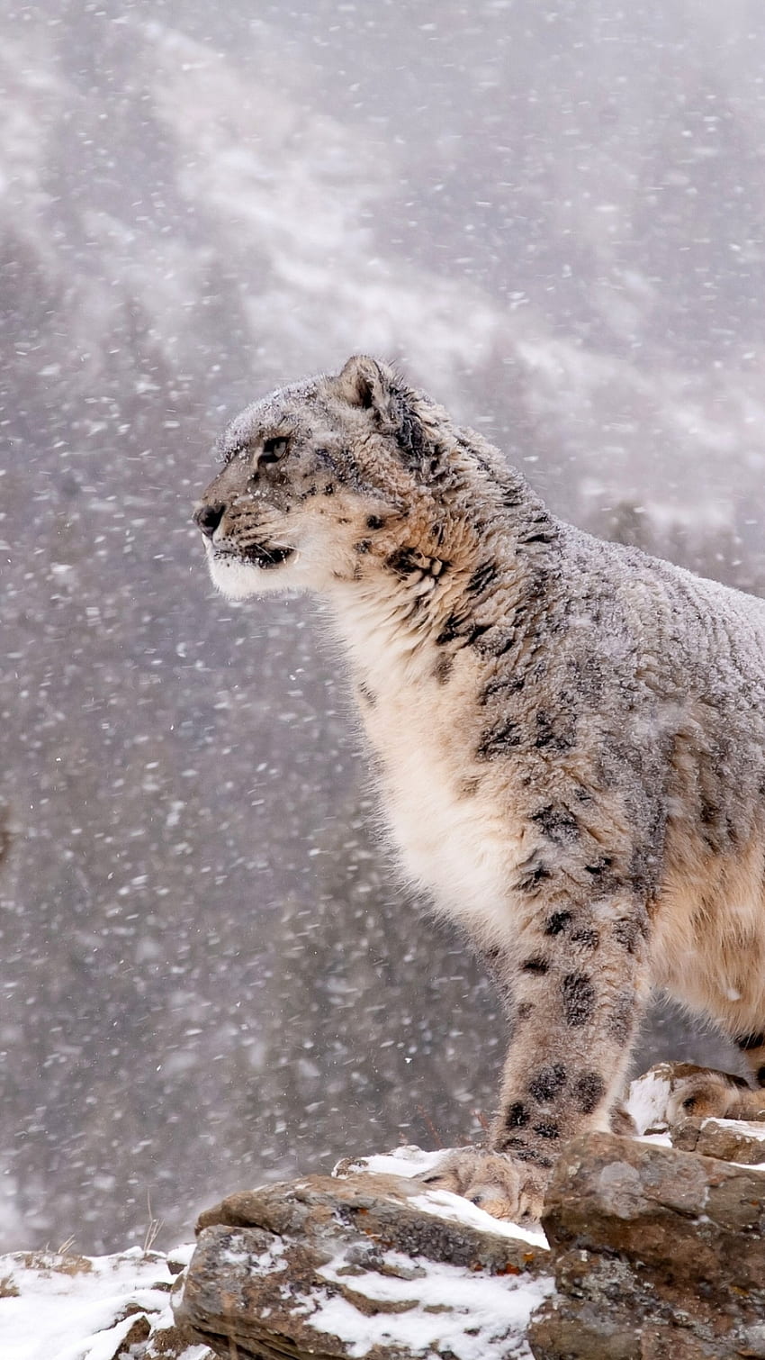 Snow Leopard Phone Background - all. Snow leopard , Leopard , Snow leopard, Winter Leopard HD phone wallpaper