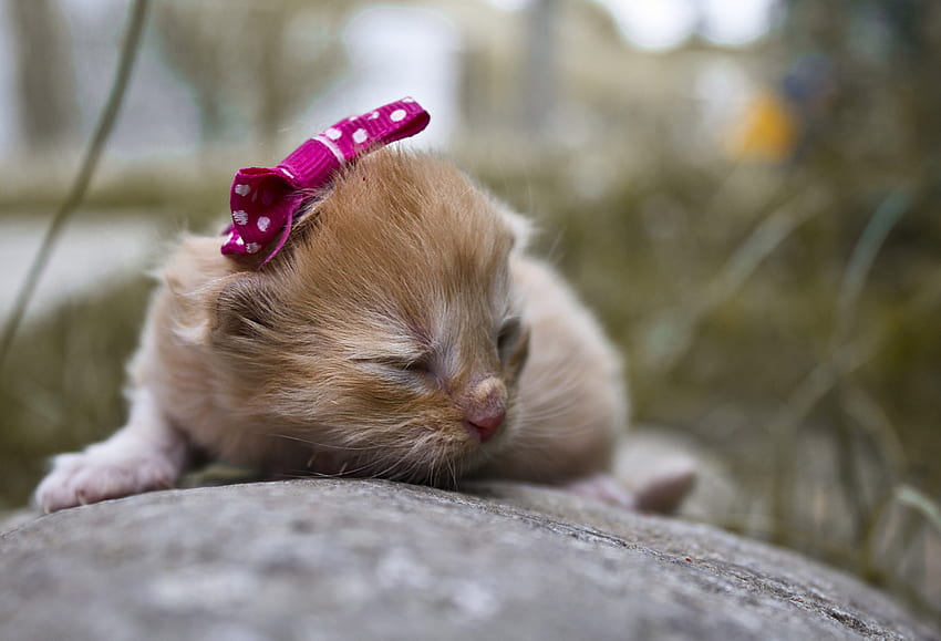 The World is Mine, kitten, pink, animals, baby, cats, world, bow, rock HD wallpaper