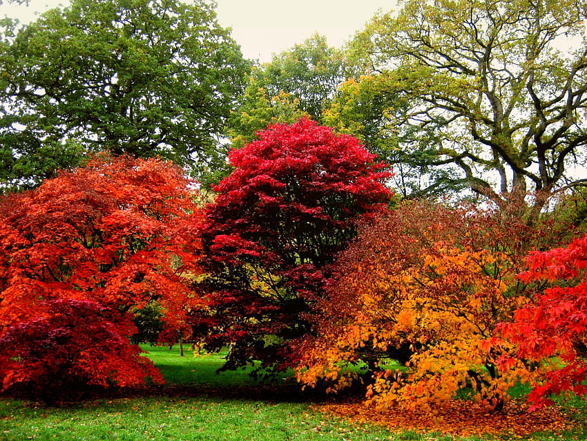 가을의 그늘, 폭포, 나무, 가을, 정원 HD 월페이퍼