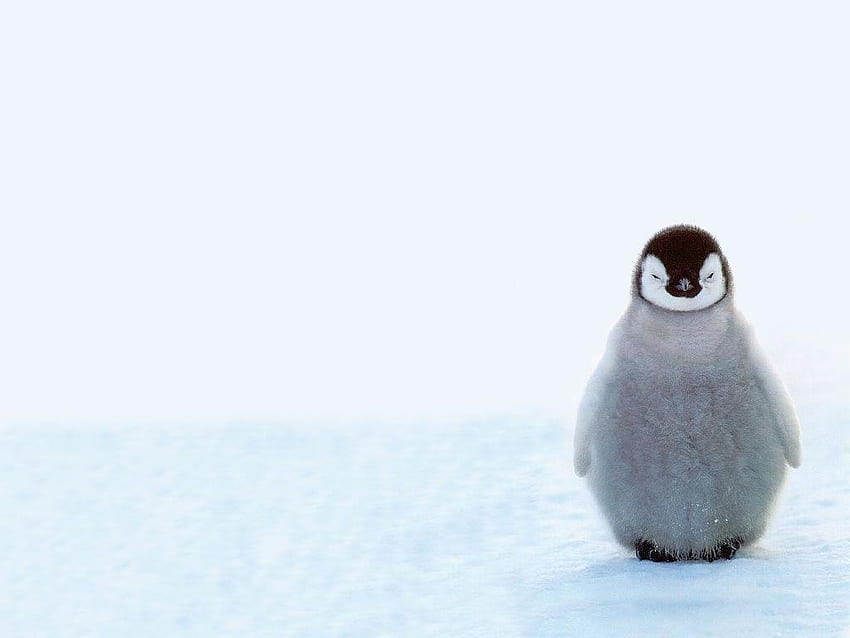 พื้นหลังนกเพนกวินน่ารัก, นกเพนกวินสีชมพู วอลล์เปเปอร์ HD